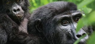 Rwanda Wildlife Tour