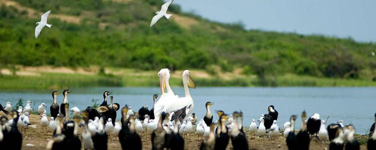 Travel Guide for Birding in Akagera National Park