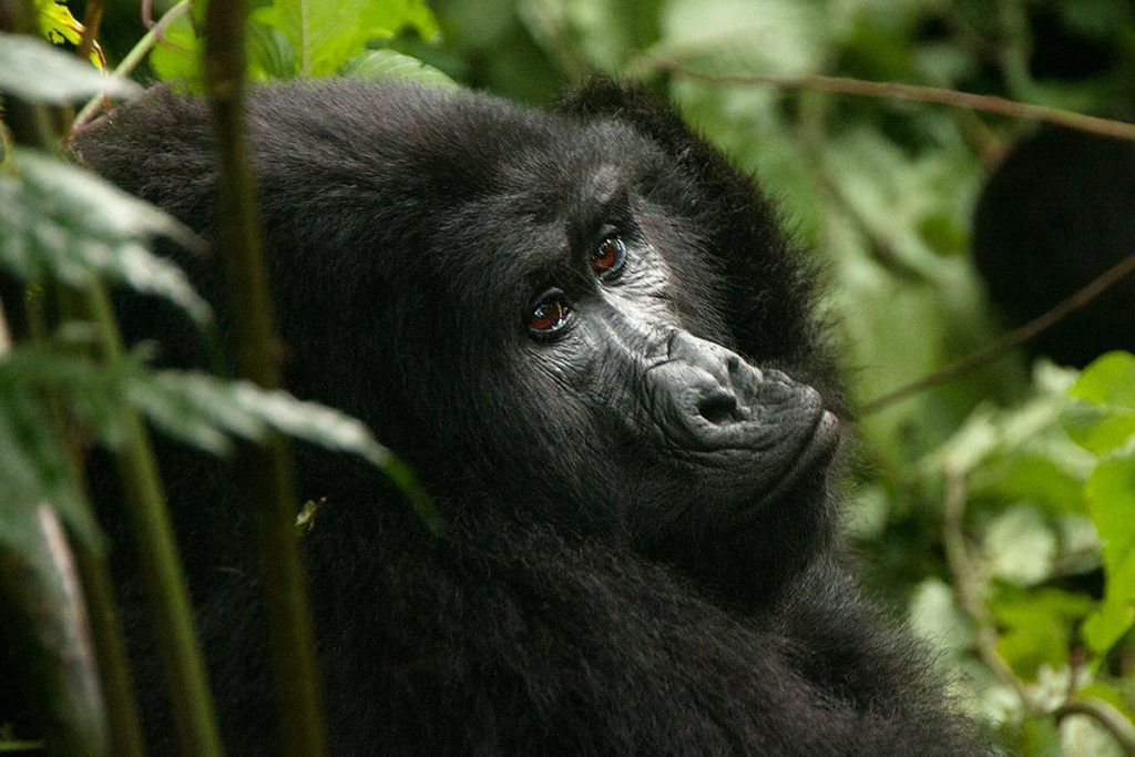 Gorilla Habituation Experience in Uganda 