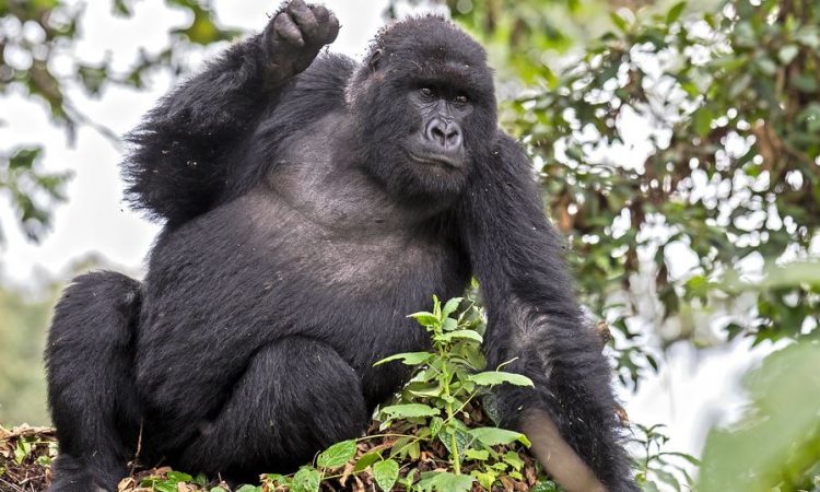 Gorilla Trekking Permit in Rwanda 2022