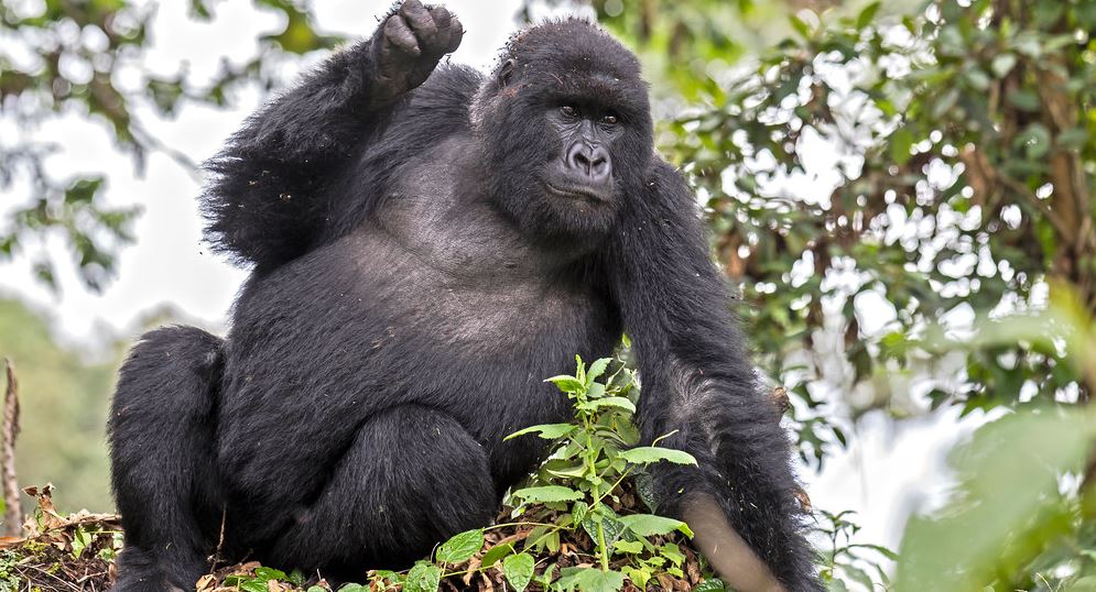 3 days primate safari in Rwanda