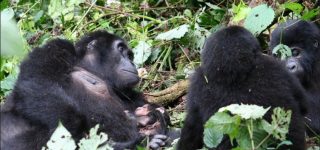 How to Prepare for Gorilla Trekking in Uganda