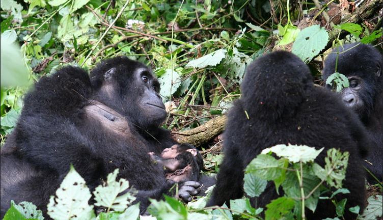 How to Prepare for Gorilla Trekking in Uganda 