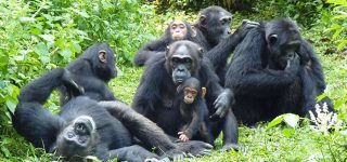 Chmpanzee Habituation Vs Gorilla Habituation in Uganda