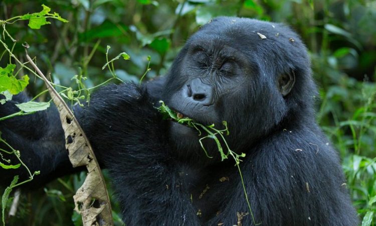 3 Days Uganda Gorilla Trekking from Kigali
