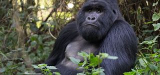 7 Days Uganda Gorilla Trekking & Wildlife Safari
