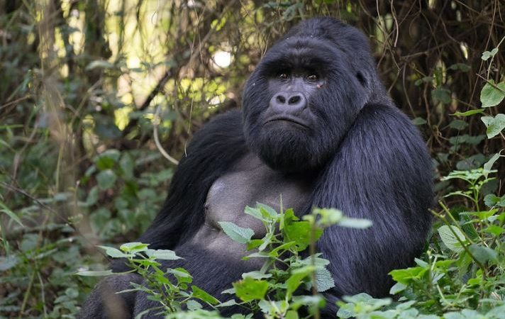 7 Days Uganda Gorilla Trekking & Wildlife Safari