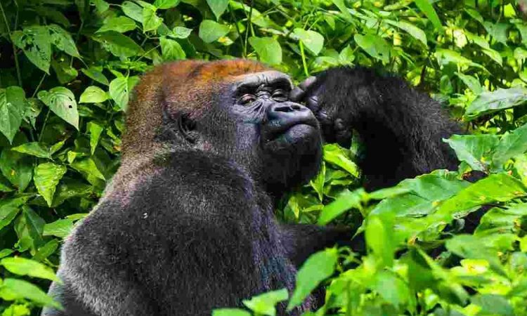 Gorilla trekking in Rwanda vs Congo