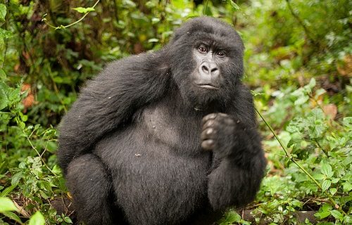 Gorilla Trekking Permit in Congo 2022