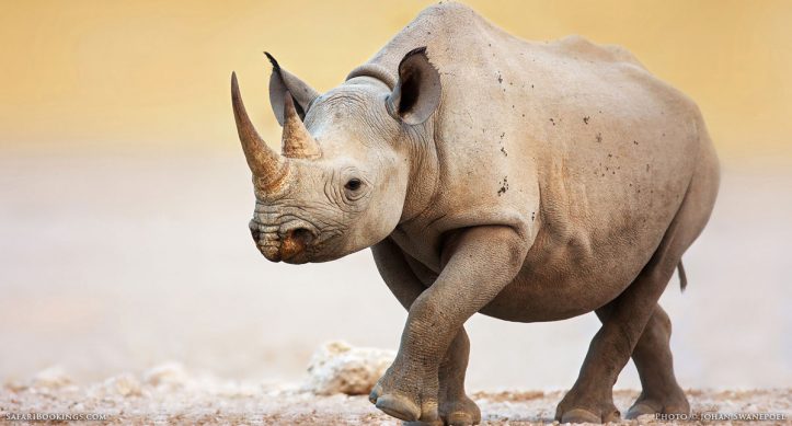 Facts about Rhinos