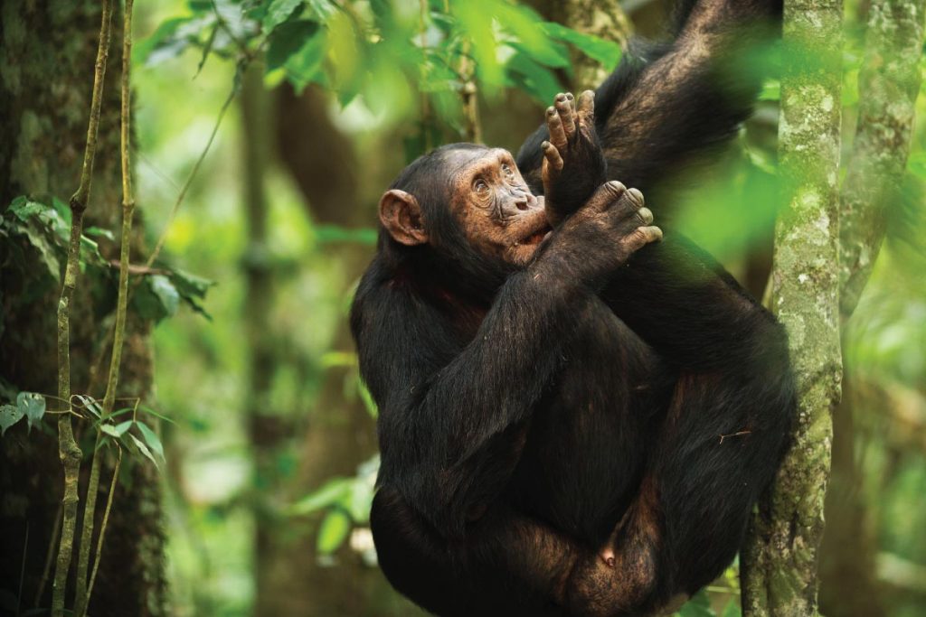 Chimpanzee Trekking in Rwanda 