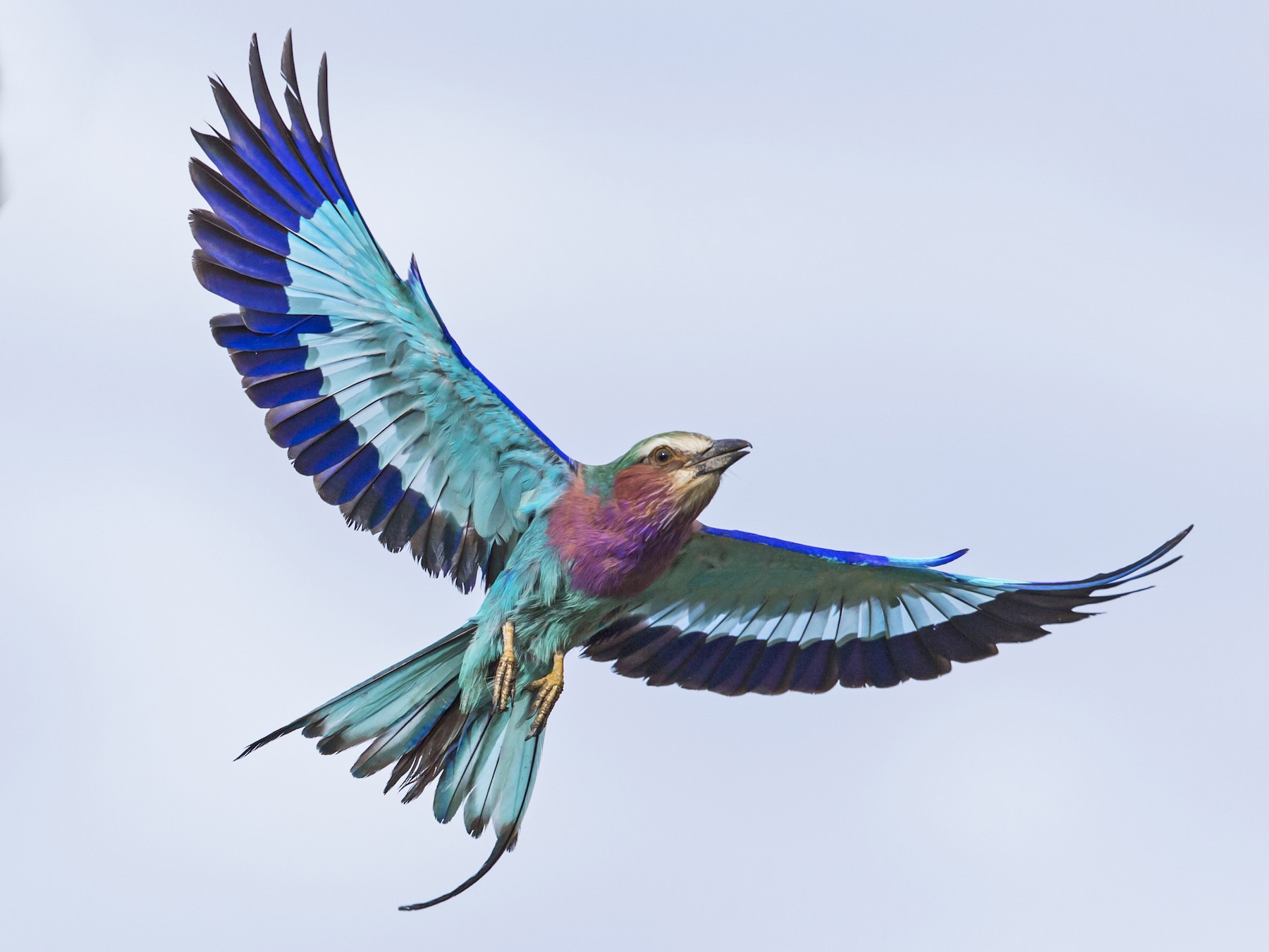 Birding Checklist in Akagera National Park Rwanda