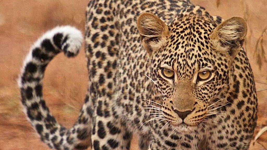 6 Interesting Facts about Leopards in Akagera National Park