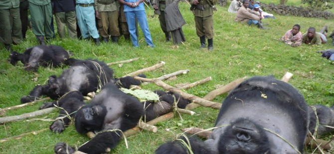 Why Are Gorillas Poached in Rwanda