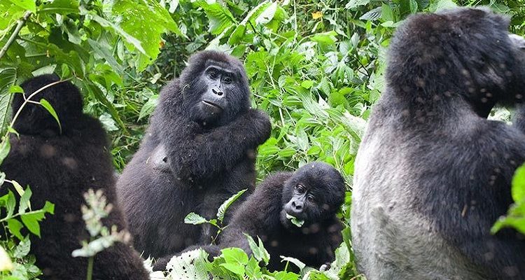 How to Prepare for Gorilla Trekking in Rwanda