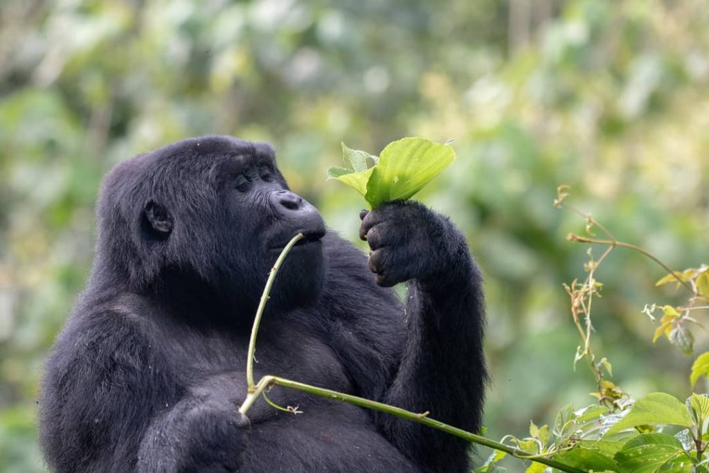 mountain gorillas in Africa