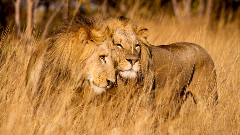 Where to see the Lions in Rwanda 