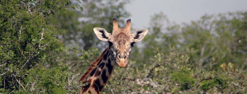 Interesting facts about giraffes in Akagera National Park
