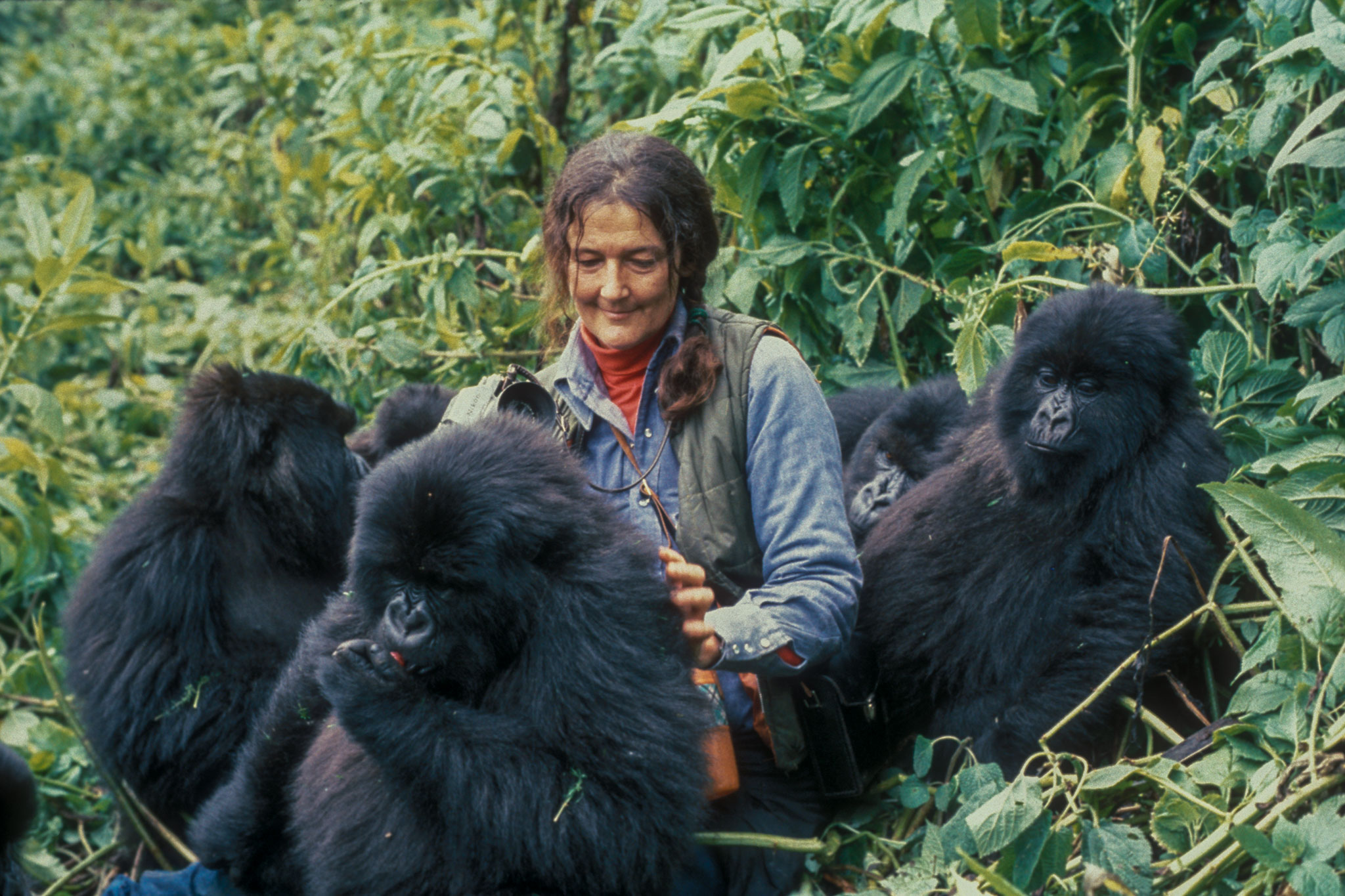 Who was Dian Fossey?