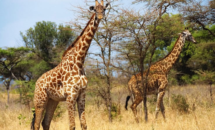 Rwanda Safaris 