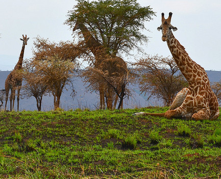 Interesting facts about giraffes in Akagera National Park
