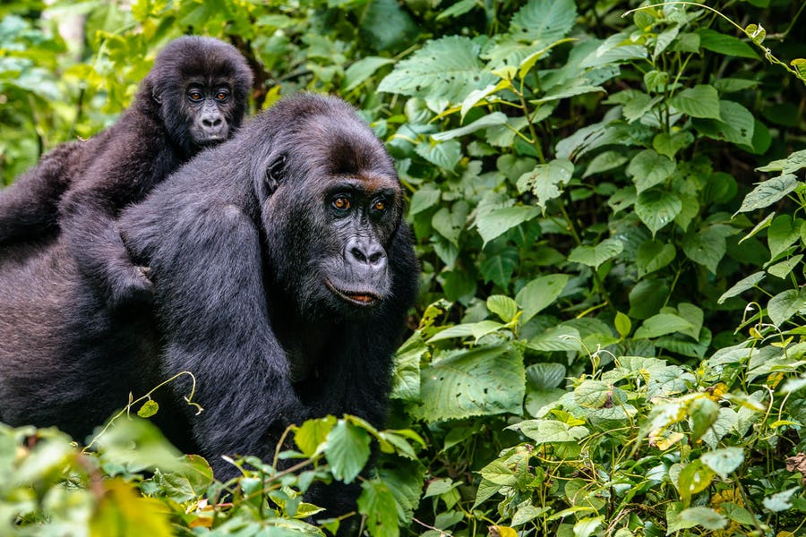 Combining Gorilla Trekking In Rwanda And Mount Bisoke Hike