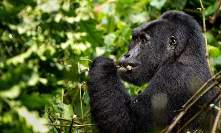 How To Secure Your Gorilla Trekking Permit In Uganda