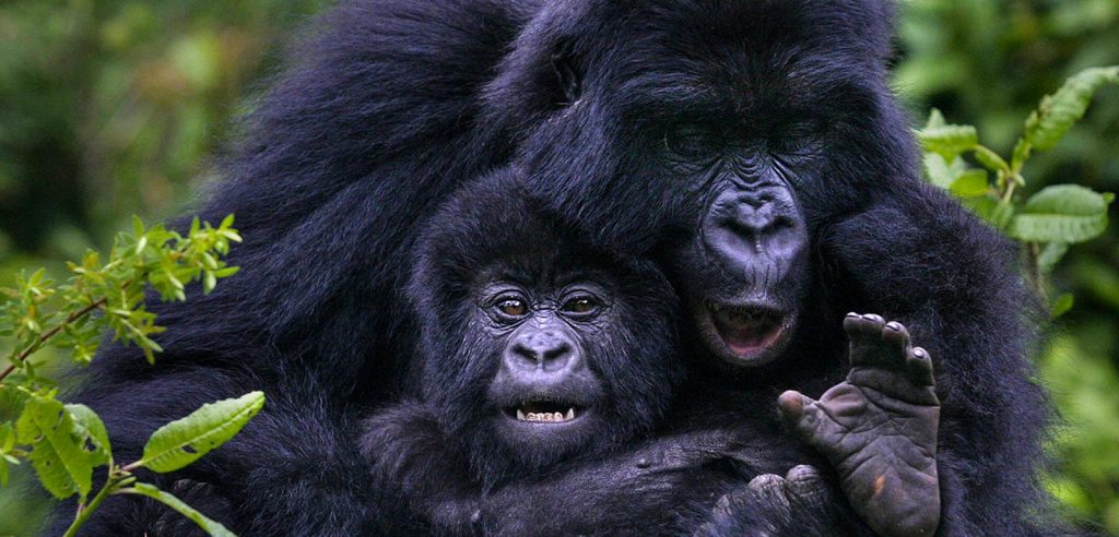 The guidelines for a successful gorilla safari in uganda