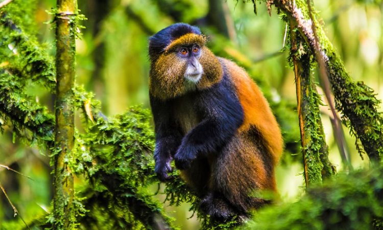 Golden Monkey Habituation In Uganda