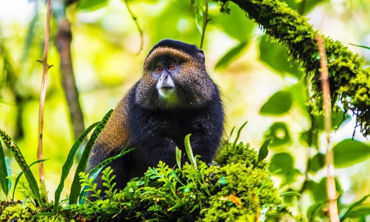 Top Primate Destinations In Uganda